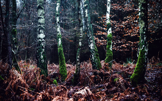 1136969 (a): :2560x1600